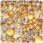 Псилоцибиновые (галлюциногенные)  грибы Psilocybin "Golden Teacher" в Белоусово