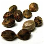 Семена марихуаны АК-47  (Seeds AK-47) в Белоусово